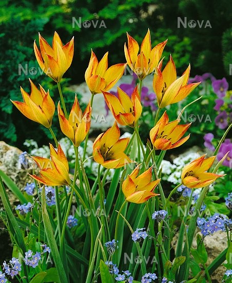 Tulipa orphanidea 'Flava'